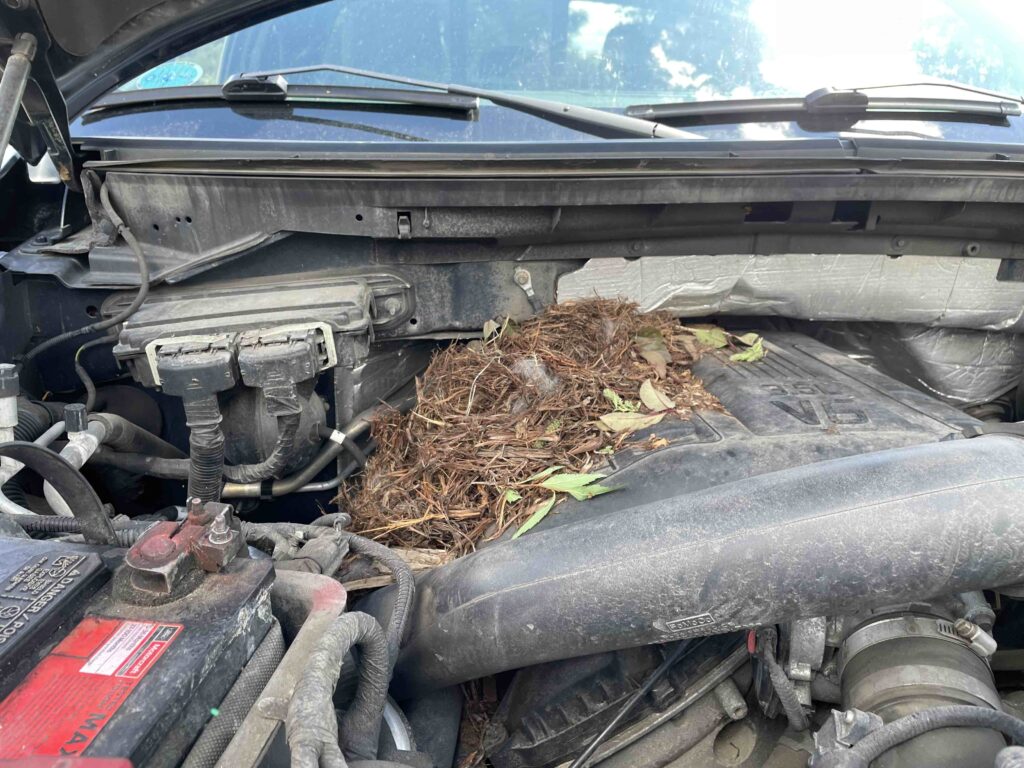Confined spaces like under the hood of a car or truck are desirable nesting places for mountain rodents.