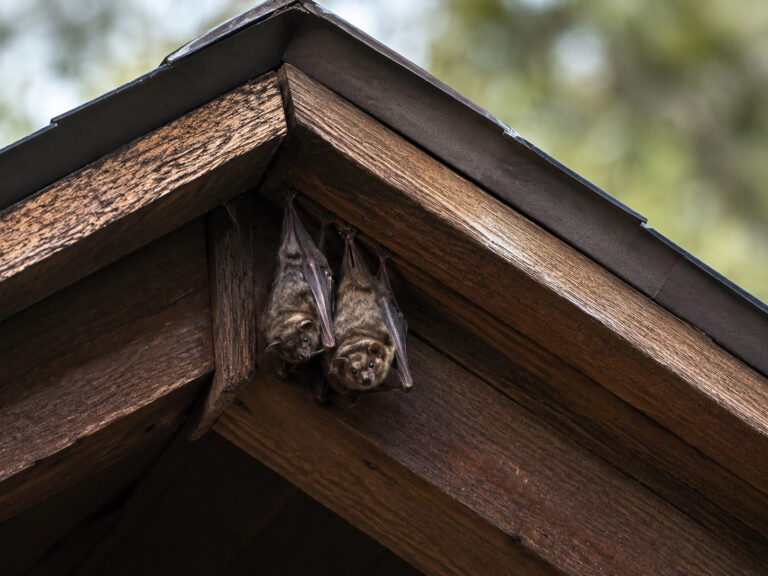 Bats hanging near the roofline peak of a Colorado mountain home.